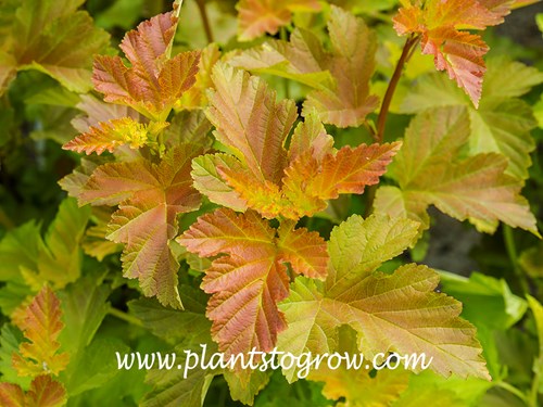 Amber Jubilee Ninebark (Physocarpus) 
These were some plants at the garden center.  The foliage is really this bright and colorful in the spring.